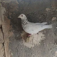 کبوتر|پرنده|مشهد, شهید معقول|دیوار