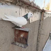 دو جفت طوقی مهر میخ کاکل قطعه دار