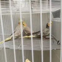 عروس هلندی