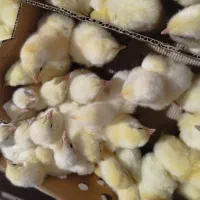 جوجه گوشتی راس ۳۰۸ تولید شده از بهترین مادر|حیوانات مزرعه|گتاب, |دیوار