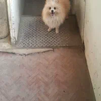 پامر|سگ|بومهن, |دیوار