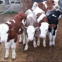 خرید و فروش گوساله|حیوانات مزرعه|بندر ترکمن, |دیوار