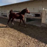 اسب نریان دونیم ساله از کره سالار خان