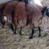 بره نره ماده گوسفند|حیوانات مزرعه|نسیم‌شهر, |دیوار