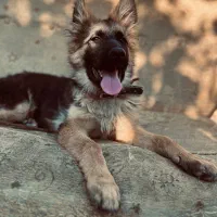 ژرمن شولاین|سگ|یاسوج, |دیوار