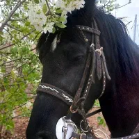 مادیان۴ساله مشکی