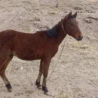 اسب نر ۱ساله|اسب و تجهیزات اسب‌سواری|ورزقان, |دیوار