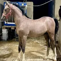 اسب عرب نریون درشت
