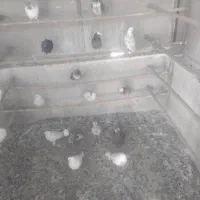 ۲۰تا گرفتنی