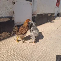 برهما|حیوانات مزرعه|محمدشهر, جعفرآباد|دیوار