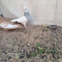 طوق سبز