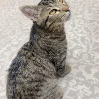 گربه ی خانگی ماده / ۴ماهه|گربه|رودسر, |دیوار