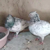 سینه ای کلایی|پرنده|راین, |دیوار