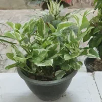 زیبایی،شادابی و طراوت را با خود به خانه ببر|گل و گیاه طبیعی|شاهین‌شهر, مخابرات (شهید بهشتی)|دیوار