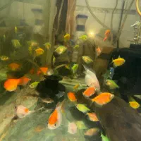 انواع ماهی گیاهخوار و لوازم پلمپ|ماهی|اهواز, پردیس|دیوار