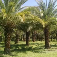 فروش نخل تنه بلند از یک متری تا 10متری|خدمات باغبانی و درختکاری|کاشان, فاز ۱ ناجی آباد|دیوار