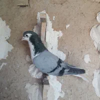 کبوتر|پرنده|جهرم, |دیوار