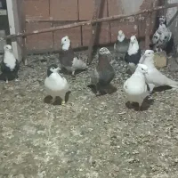 کبوتر ر