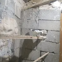 کفتر پلنگ‌