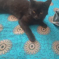 ملوس مشکی|گربه|یزدان شهر, |دیوار