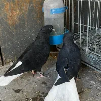 کفتر زاغ دم سفید|پرنده|مشهد, فردوسی|دیوار