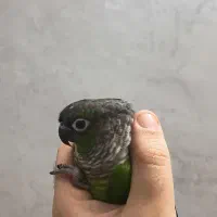 طوطی گرینچیک نر(فول دستی)|پرنده|تهران, بلورسازی|دیوار