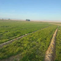 نشا پیاز سفید و زرد