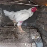 مرغ و خروس