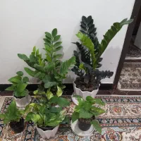 سبز لباس|کفش و لباس بچه|بندر دیر, |دیوار