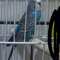 مرغ عشق نر
