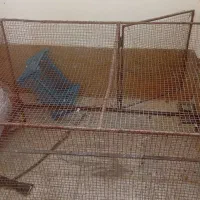 قفس کفتر مرغ پرنده