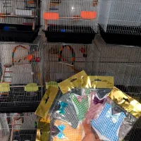 جلیغه پرواز ،هودی ،پوشک،کراوات عروس‌هلندی‌وطوطی‌