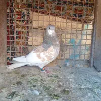 یال ارج دار|پرنده|شیراز, کرونی(خاتونک)|دیوار