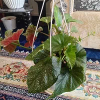 گل وگیاه|گل و گیاه طبیعی|هشتگرد, فاز ۳ مهستان|دیوار