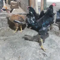 مرغ محلی اصل و کبوتر خوب|پرنده|چغادک, |دیوار