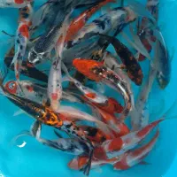 ماهی زینتی مقاوم