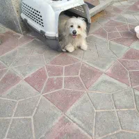 سگ اپارتمانی