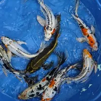 کوی باترفلای تایلندی|ماهی|اصفهان, کوجان|دیوار