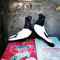 کفتر سینه سیاه وکله سیاه