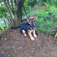 توله سگ ژرمن اصل نر