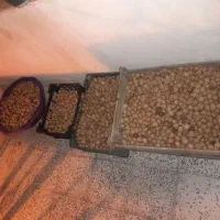 گردو خشک فشم