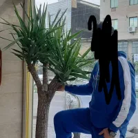 گل درختچه یوکا|گل و گیاه طبیعی|گرگان, |دیوار