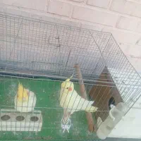 عروس هلندی|پرنده|اهواز, کیانپارس |دیوار