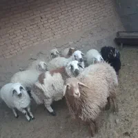 پنج عدد بره پرواری