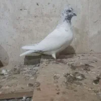 طوقی نر|پرنده|اردبیل, |دیوار