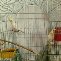 جفت عروس هلندی لوتینو نرو ماده دستی|پرنده|اصفهان, خواجو|دیوار
