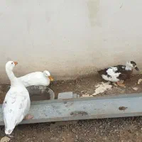 یک جفت غاز و یک جفت اردک درشت و سر حال