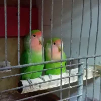 طوطی کوتوله