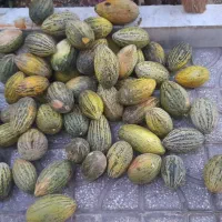 خربزه برای دام