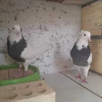 طوقی سیاه|پرنده|قشم, |دیوار